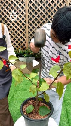 two people are looking at a small tree in a pot on the grass, and one person is holding a shovel