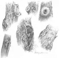 pencil drawings of tree stumps and their branches, including one with an animal's head