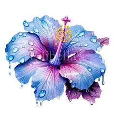 a blue and purple flower with drops of water on it's petals, isolated against a white background