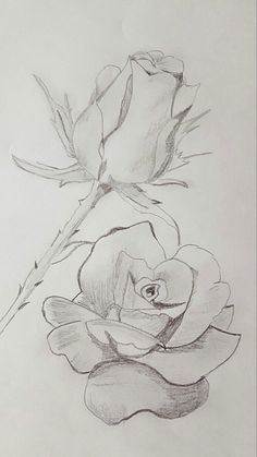 a pencil drawing of a rose on paper