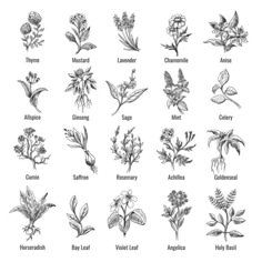 the different types of flowers and leaves