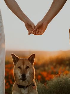 two people holding hands with a dog sitting on the ground in front of them and an orange flower field behind them