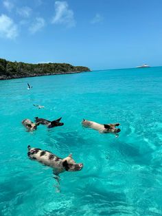 three pigs swimming in the clear blue water