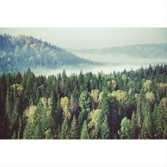 the forest is covered in fog and low lying clouds