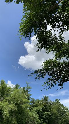 an elephant standing in the middle of a forest with trees and blue sky behind it