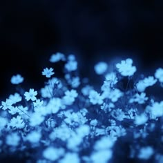 some white flowers are in the dark and blue light with blurry backround