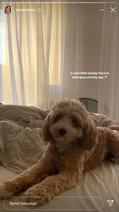 a brown dog laying on top of a bed