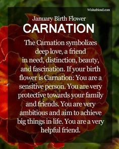 a red flower with the words, january birth flower carnation