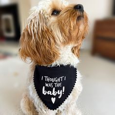 a dog wearing a black bandana that says, i thought it was the baby