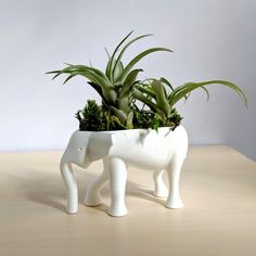 an elephant planter with succulents in it's trunk on a table