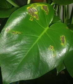 some yellow spots on the leaves of a large green plant in a houseplant