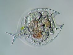 an animal cell is shown under the microscope lens in this image, it appears to be looking like a fish