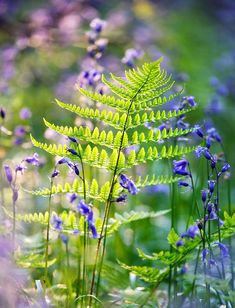 some purple and green plants in the grass