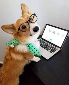 a corgi dog wearing glasses sitting at a desk with a laptop on it