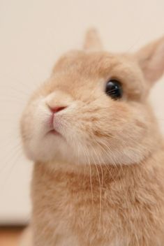 a small brown rabbit sitting on top of a wooden floor