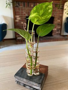 a plant in a glass vase sitting on top of a wooden table