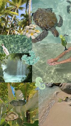 collage of various images with sea turtles and tropical plants in them, including palm trees