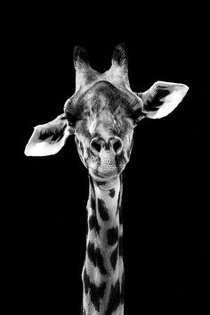 a black and white photo of a giraffe's head in the dark