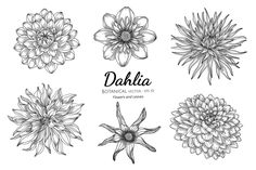 dahlia flowers drawn in black and white