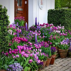 many potted plants with purple flowers in front of a white building and brown door