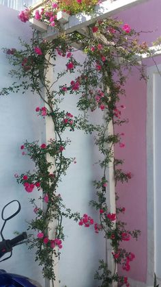 pink flowers are growing on the side of a wall next to a scooter