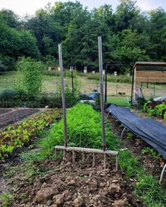 the garden is full of vegetables and plants