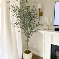 a potted plant sitting in front of a fireplace