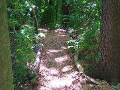 a path in the woods with lots of trees