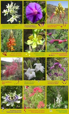 many different types of flowers are shown in this poster with the names and pictures below