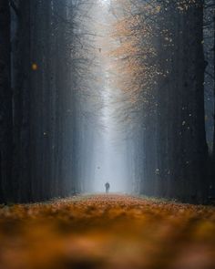 a person standing in the middle of a forest on a foggy day with trees