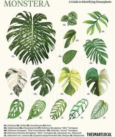 a poster with different types of plants and leaves