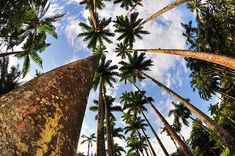 looking up at tall palm trees from the ground