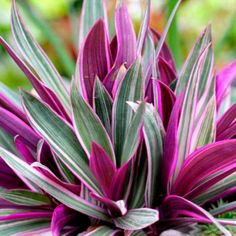 purple flowers are blooming in the garden