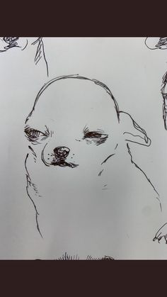 a drawing of a dog's head and nose