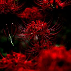 some red flowers are blooming in the dark