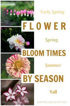 some flowers that are blooming in the spring and summer season with text overlay