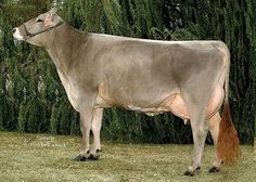 a large cow standing on top of a lush green field next to a tall tree