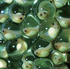 many bubbles with small fish in them floating on water and looking like they are inside