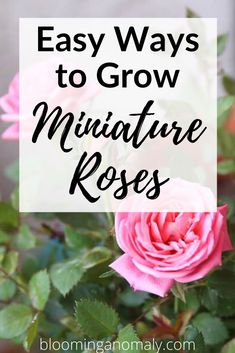 pink roses with text overlay that says easy ways to grow miniature rose's