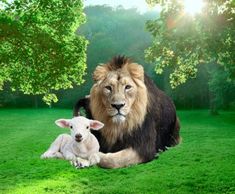 a lion and lamb sitting in the grass under trees with sunlight shining on them,