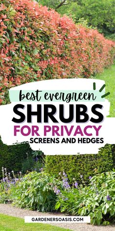 Best Evergreen Plants For A Privacy Hedge | Evergreens Privacy Evergreen Landscaping