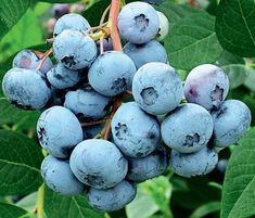 blueberries are growing on the tree and ready to be picked