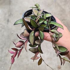 a hand holding a potted plant with pink and green leaves on it's stems