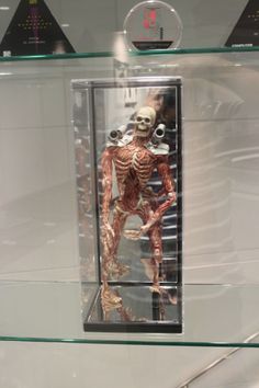 a glass case with a skeleton in it