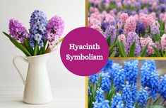 Collage of hyacinth flowers. Hyacinth Meaning, Flower Symbols, Flower Symbol, Spring Garden, Bright Colors, Meant To Be, Look At, History, Plants