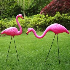 two pink flamingos are standing in the grass