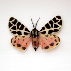 a close up of a moth on a white surface with black spots and orange wings