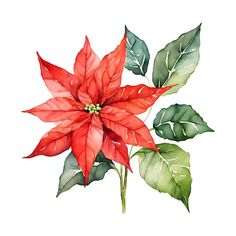 a watercolor painting of a poinsettia with green leaves and red flowers