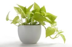 a potted plant with green leaves in it