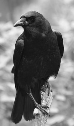 a black bird sitting on top of a wooden stick in the woods with its wings spread